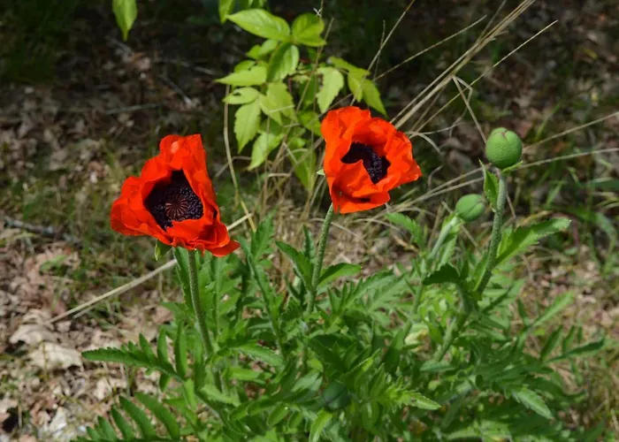 Apartmán La Du Bucheron